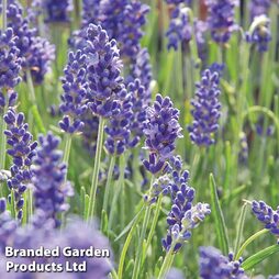 Lavender (English) - Easy Grow Range