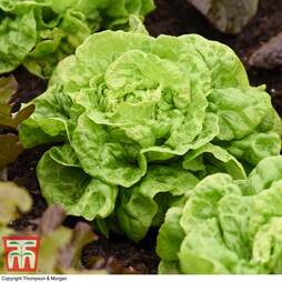 Lettuce 'Tom Thumb' (Butterhead) - Seeds
