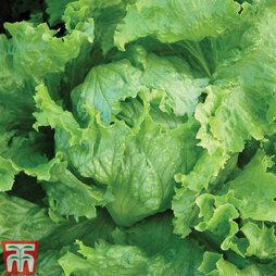 Lettuce 'Webbs Wonderful' (Iceberg/Crisphead) - Seeds