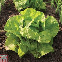 Lettuce 'All The Year Round' (Butterhead) - Seeds