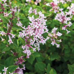Lilac 'Bloomerang Pink Perfume'