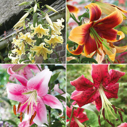 Towering Tree Lily Collection