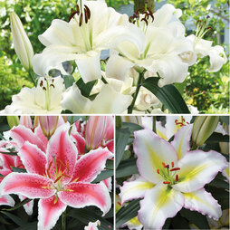 Lily 'Giant Flowered Collection'