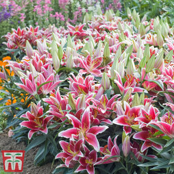 Lily 'Dazzler' (Ground Cover)