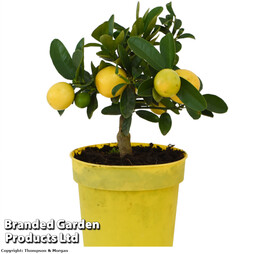 Limequat Citrus Plant