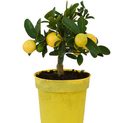 Limequat Citrus Plant