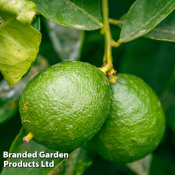 Key Lime (Citrus Fruit)