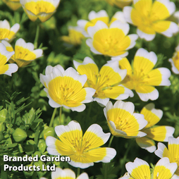 Limnanthes douglasii 'Spanish Omelette Mixed' - Seeds