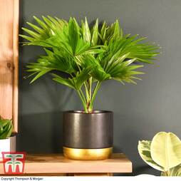 Livistona rotundifolia (House plant)