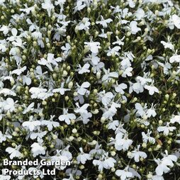 Lobelia erinus compacta 'Snowball' - Easy Grow Range