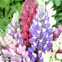 Lupin 'Russell Hybrids Mixed' - Easy Grow Range
