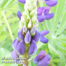 Lupin 'Gallery Blue'