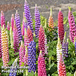 Lupin 'Dwarf Gallery Mixed' - Seeds