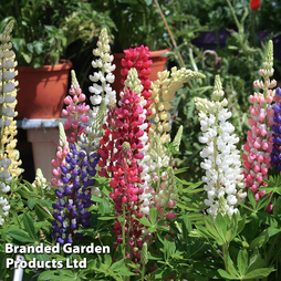Lupin 'Dwarf Gallery Mixed' - Seeds