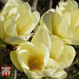 Magnolia 'Honey Tulip'