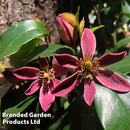 Magnolia hybrid 'Stellar Ruby'