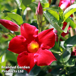 Mandevilla sanderi 'Bloom Bells® Red'