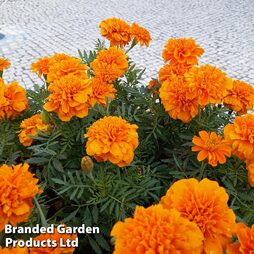 Marigold 'Orange Winner' - Easy Grow Range