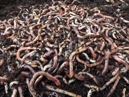 Mixed Dendorbaena Worms