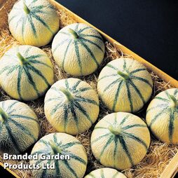 Melon 'Anasta' (Grafted)