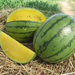 Watermelon 'Sunlove'