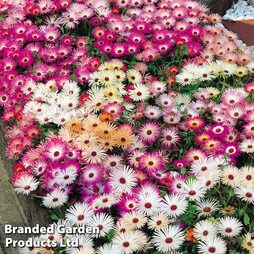 Mesembryanthemum 'Magic Carpet Mixed' - Easy Grow Range