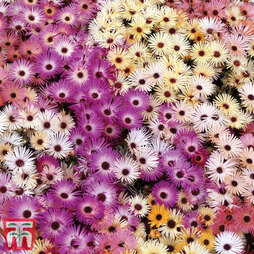 Mesembryanthemum criniflorum 'Magic Carpet Mixed'