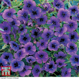 Monopsis 'Regal Purple' - Seeds