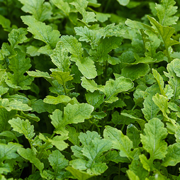 Mustard Leaves (Autumn Sowing Mix) - Seeds