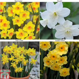 Narcissus Collection