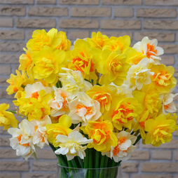Daffodil Double Classic Mixed