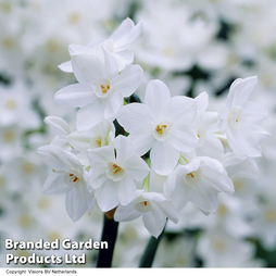Narcissus Paperwhite - Gift