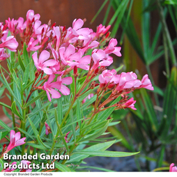 Nerium oleander 'Pink'