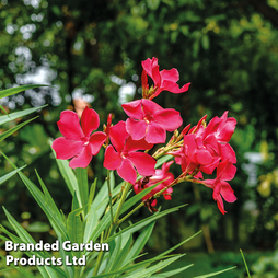Nerium oleander 'Red'