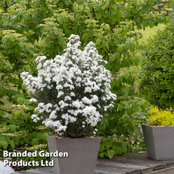 Olearia 'Spring Bling'
