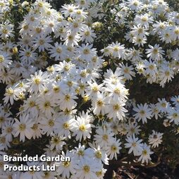 Olearia ?Spring Bling?