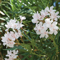 Nerium oleander 'White'