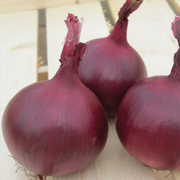 Onion 'Red Herald' F1 hybrid - Seeds