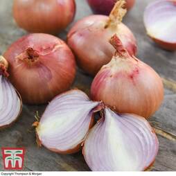 Onion 'Isobel Rose' - Seeds