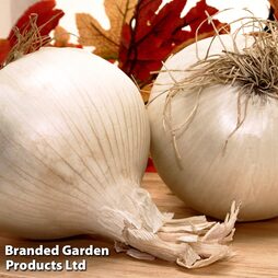Onion 'Snowball' (Autumn Planting)