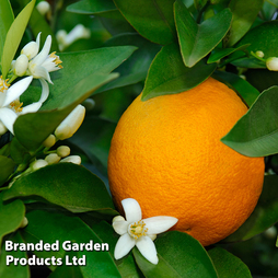 Sweet Orange (Citrus Fruit)