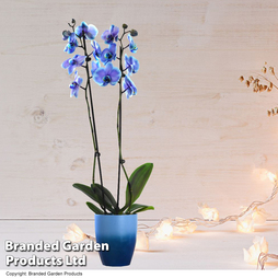 Phalaenopsis ?Blue Lagoon? (Double-stemmed) - Gift
