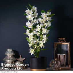 Orchid 'Star Class White' - Gift