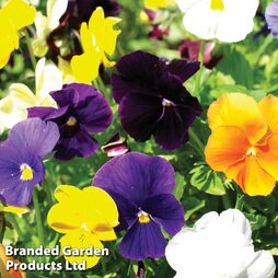 Pansy 'Clear Crystal Mixed' - Easy Grow Range