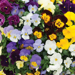 Pansy 'Trailing Mix' - Seeds