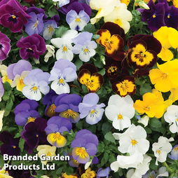 Pansy 'Trailing Mix' - Seeds