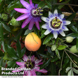 Passiflora Collection