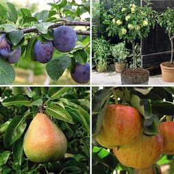 Fruit Tree Collection (Mini Fruit Tree) - Gift