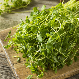 Pea Shoots 'Style' - Seeds
