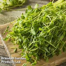Pea Shoots 'Style' - Seeds